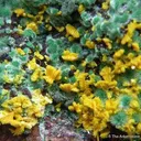 Metatyuyamunite on Malachite - image 2