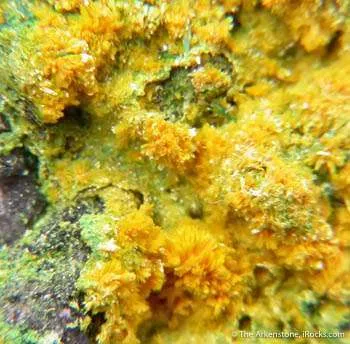 Metatyuyamunite With Carnotite and Malachite on Quartz image