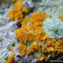 Metatyuyamunite With Malachite on Chrysocolla - image 1