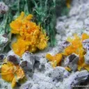Metatyuyamunite With Malachite on Chrysocolla - image 2