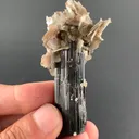 specimen video