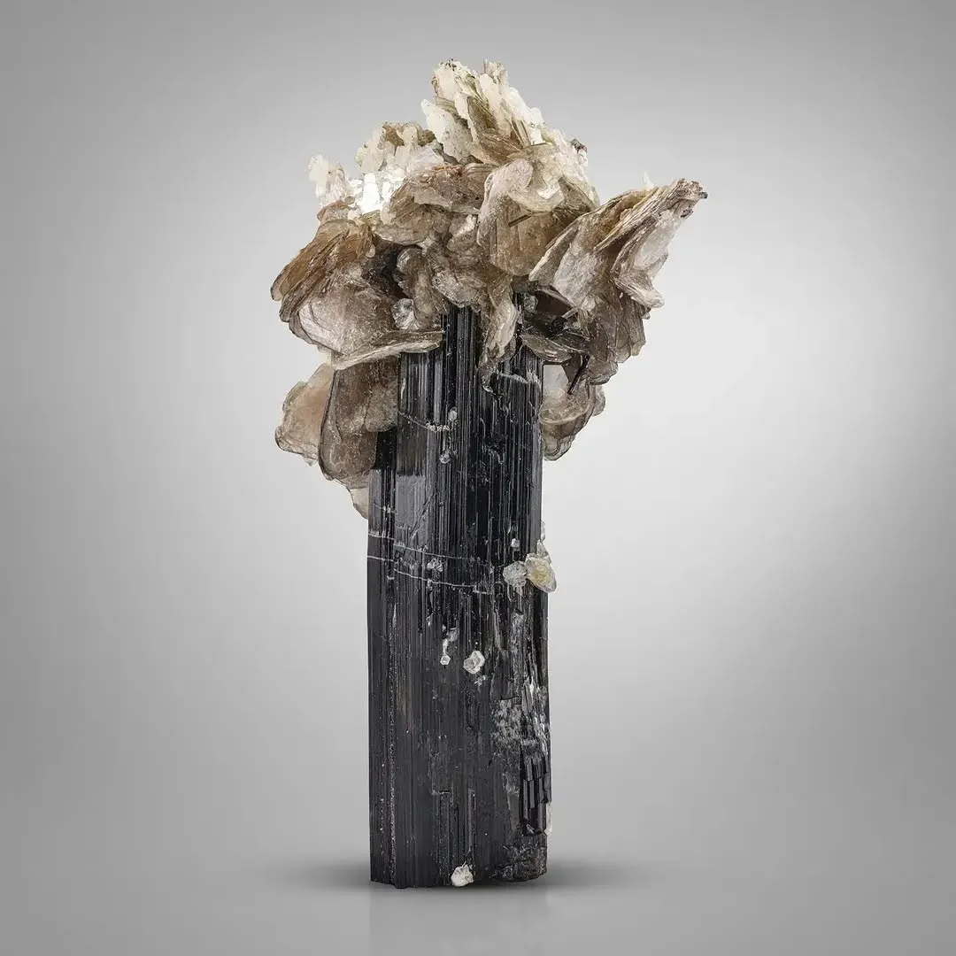 Mica on Schorl - image 1