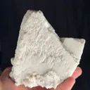 specimen video