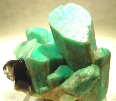 Microcline (Var: Amazonite), Quartz (Var: Smoky Quartz) image