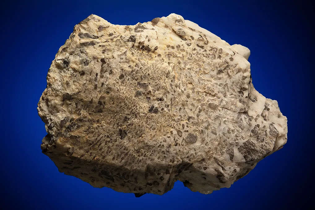 Microcline with Quartz var. Smoky - image 2