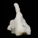 Microcrystaline MM Quartz Coral Formation Natural Mineral Specimen - image 4