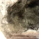 Millerite - image 2