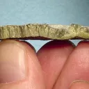 Millerite - image 2