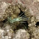 Millerite - image 2