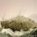 Millerite - image 2
