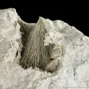 Millerite - image 4