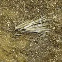 Millerite, Stilpnomelane - image 2