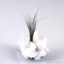 Millerite with Quartz - image 1