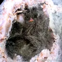 Millerite with Quartz - image 3