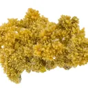 Mimetite - image 2