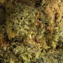 Mimetite - image 2