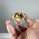 specimen video