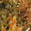 Mimetite, Galena - image 2