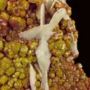 Mimetite var. Campylite, with Baryte - image 6