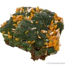 Mimetite with Wulfenite - image 5