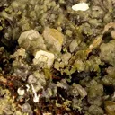 Mimetite, Wulfenite - image 2