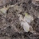 Minasgeraisite-(Y) (type locality) with Chernovite-(Y) & Milarite - image 1