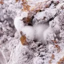 Minyulite with Wavellite, Fluellite, Crandallite and Carbonate-Fluorapatite - image 1