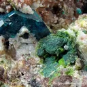 Molybdofornacite (Tl), Dioptase and Wulfenite - image 2