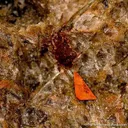 Monazite-(Ce) in Sillimanite - image 2