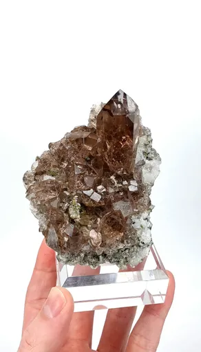 specimen video