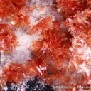 Montgomeryite with Whitlockite and Todorokite - image 1