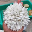 Mordenite Flower - image 3