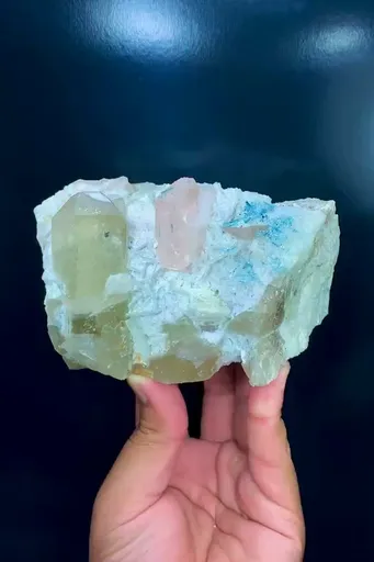 specimen video