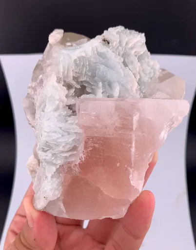 specimen video