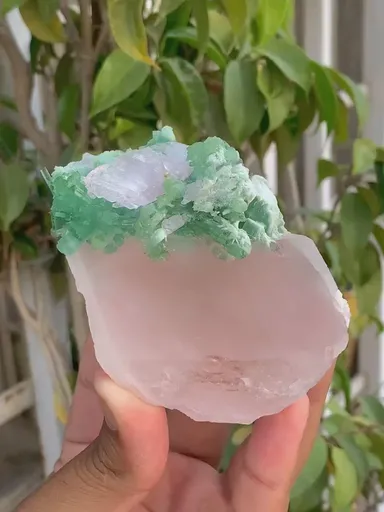 specimen video