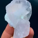 specimen video