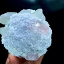 specimen video