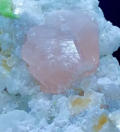 specimen video