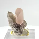 specimen video