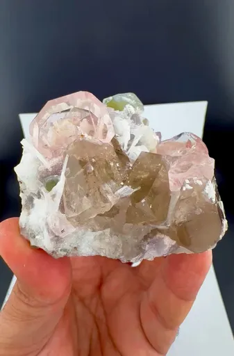 specimen video
