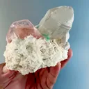 specimen video