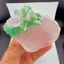 specimen video
