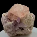 specimen video