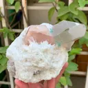 specimen video