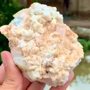 specimen video