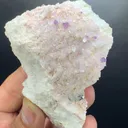 specimen video