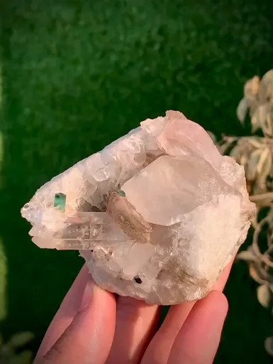 specimen video