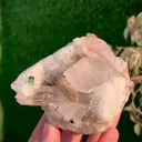 specimen video