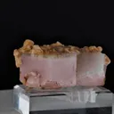 specimen video