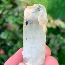 specimen video